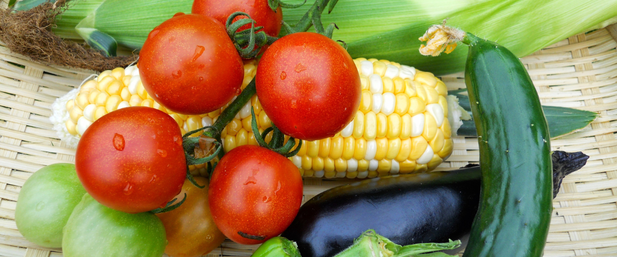 Close up on a basket of corn, eggplant and tomatoes attached to the vine