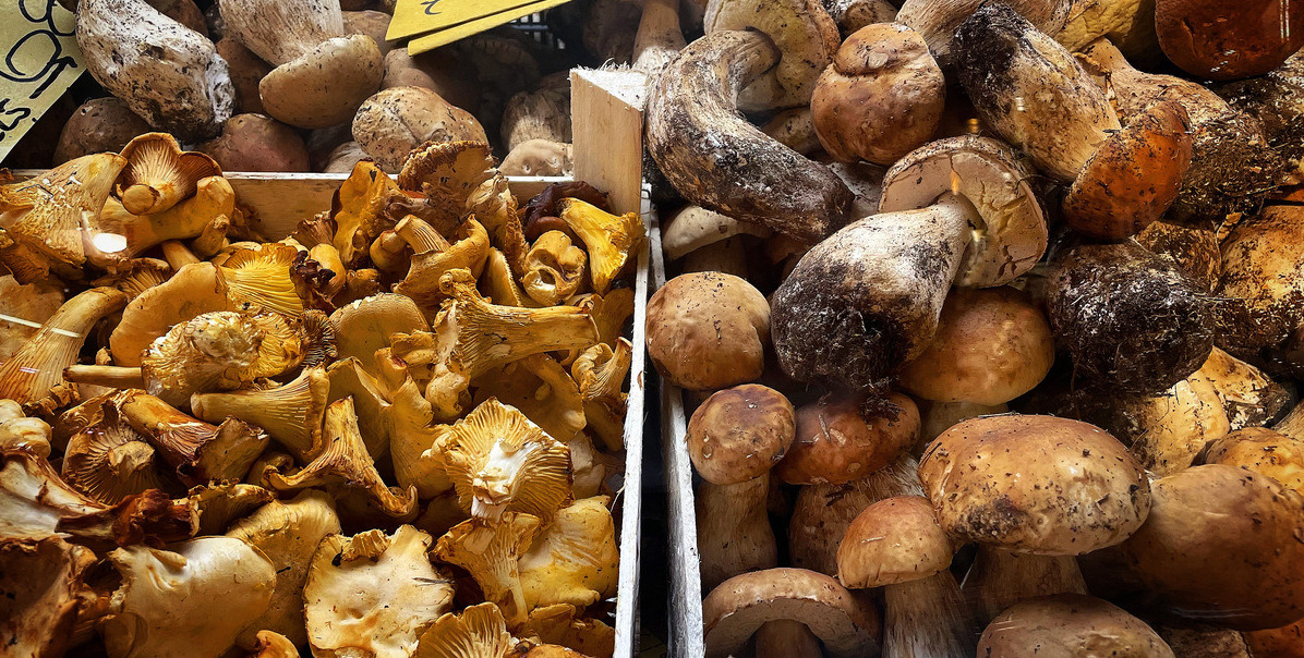 Piles of wild porcini and chanterelle mushrooms in crates