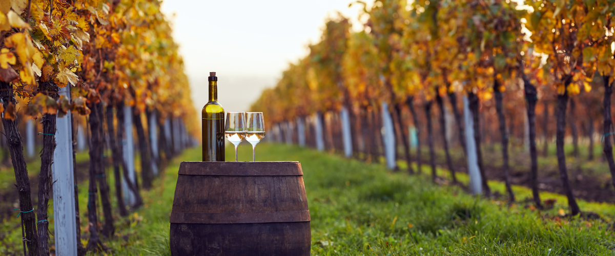An upright wine barrel with two glasses of white wine on it, sitting between the rows of a fall vineyard