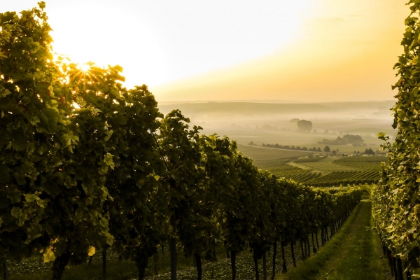 A picture of rows of vines sloping downhill at sunrise, mist in the valley below.