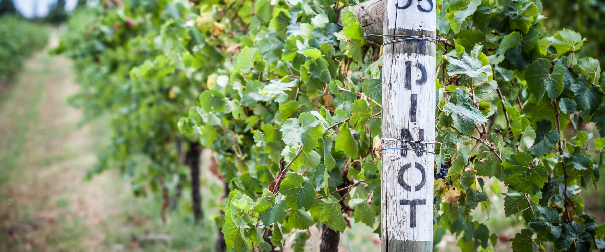 A Pinot Noir sign at the start of a row of grape vines