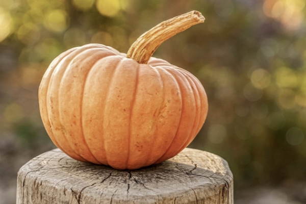 Image of an orange pumpkin sitting on a country fence post