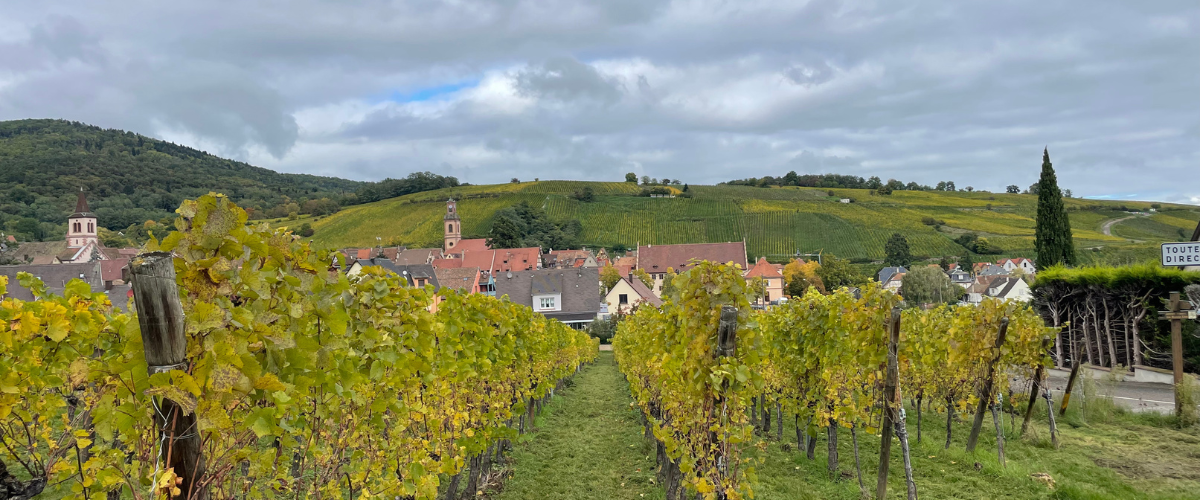 rolling green rows of vines with a quaint village and green hills in the background