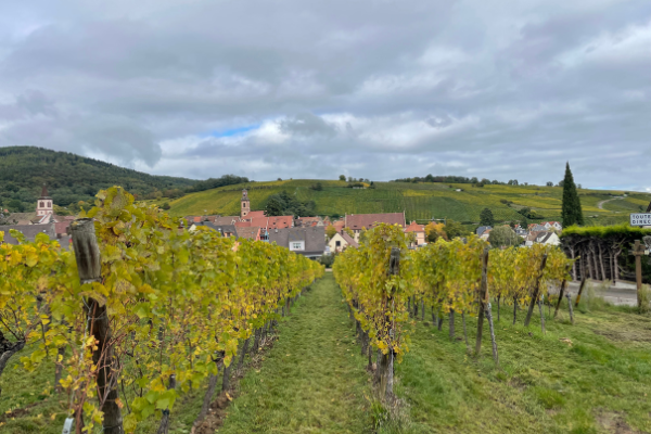 rolling green rows of vines with a quaint village and green hills in the background