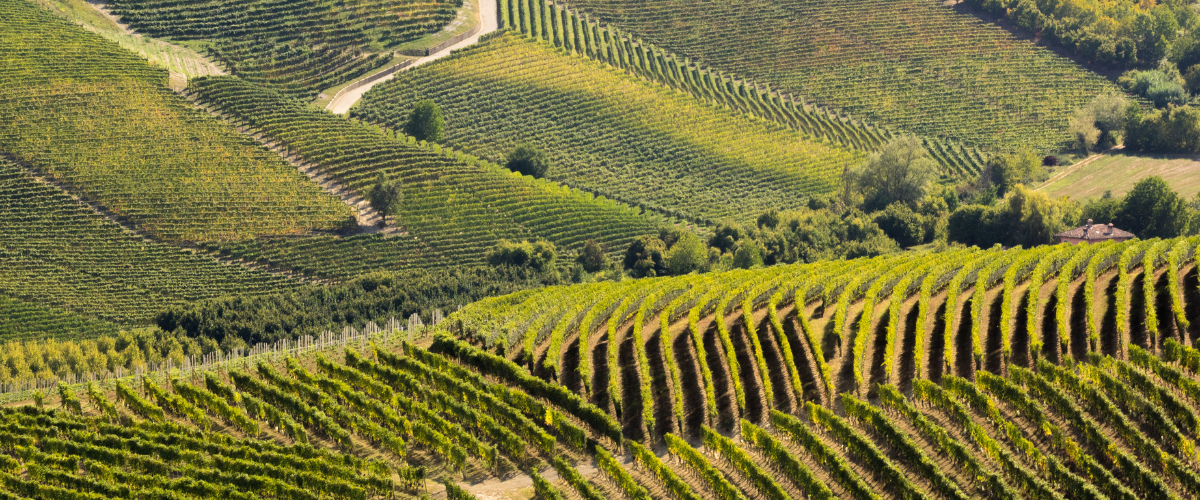 Green hilly vineyards in Langhe Piedmont Italy