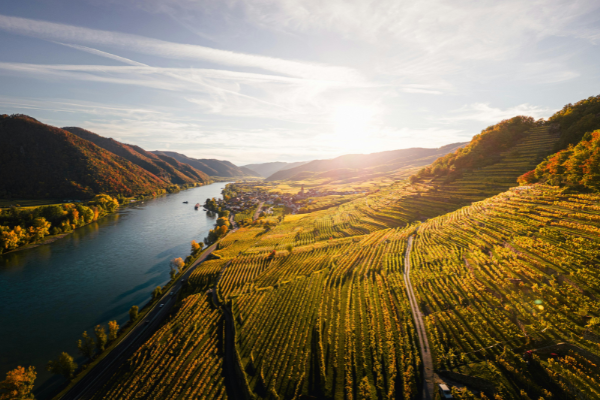 Aerial View of Austrian hill Vineyards in Autumn with river running below