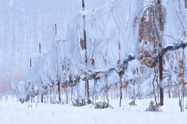 row of net-covered wine vines in winter, snow on the ground