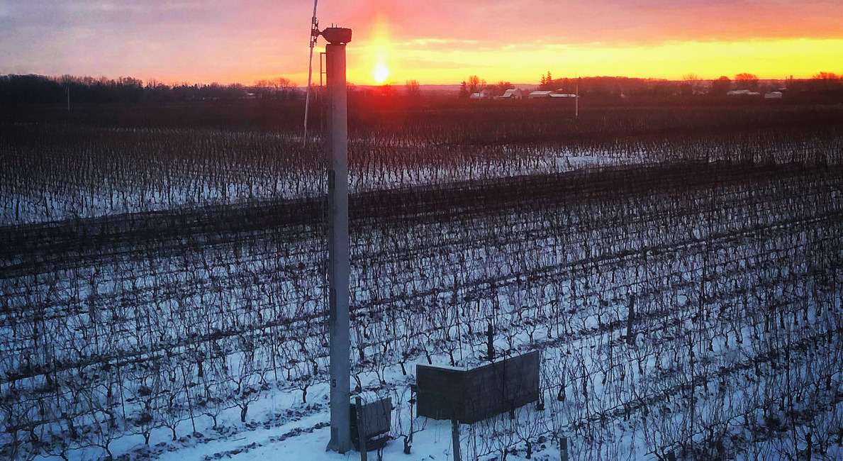 A snow covered vineyard at sunrise. Black vines against white snow, a large windmill in hte centre of the vineyard and the sky is streaked with orange, pink and purple