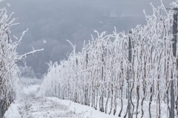 Vines in a row along a fence covered in snow, snowy trees in the distance