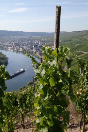 Close up of a vine high up on a slope, a river far down below