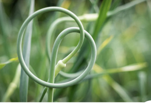 garlic scapes growing in the field